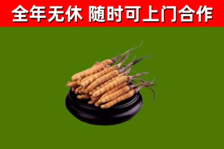 桃山回收散虫草